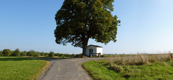 Bild: Einzelner Baum